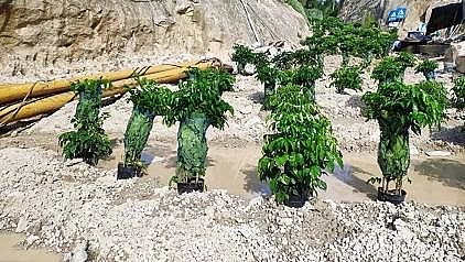 多功能非氧化型殺菌劑生產廠家中央環保督察來了，污水處理廠污泥生化系統差點癱瘓!